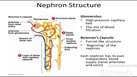 Diagram The Structures And Major Functions Of The Nephron Dr