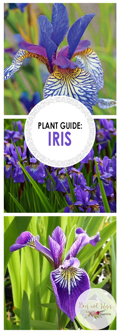 Plant Guide: Iris ~ Bees and Roses