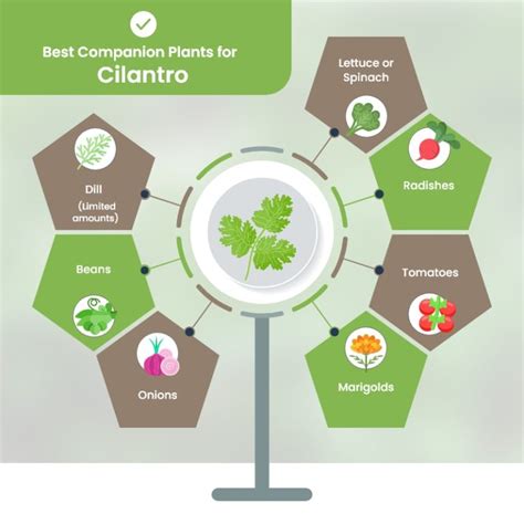 Top Cilantro Companion Plants To Stop Bolting Other Benefits