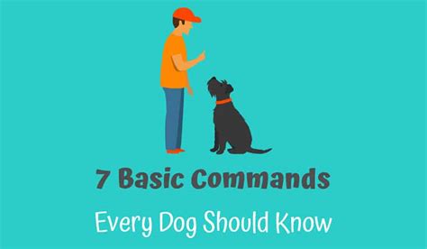 What Are The 7 Basic Dog Commands My Dog Training Collar