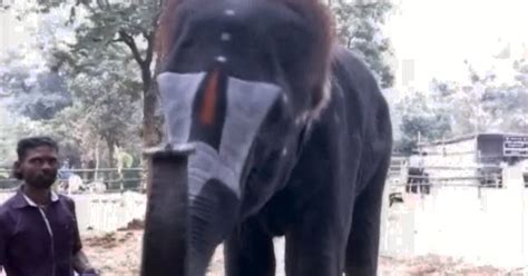 11 Year Old Lakshmi The Elephant Who Plays Mouth Organ Everyday