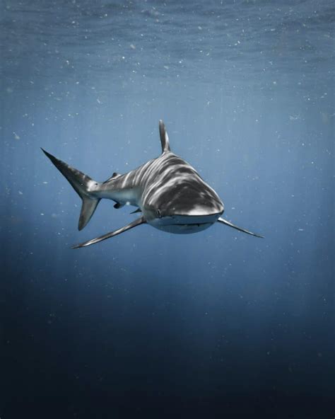 Explore Floridas Bull Shark Population Animals Around The Globe