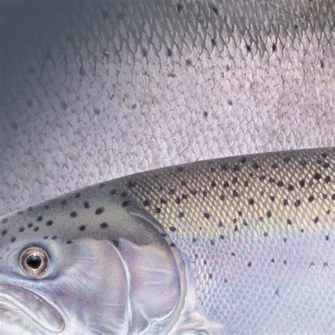 Skeena Steelhead Are Having A Good Year What Does That Mean Wild