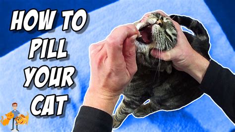 How To Give Your Cat A Pill Like A Pro A Step By Step Guide — Our