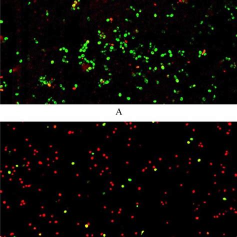 Fluorescent Micrographs Of Candida Albicans A Control Cells Showing