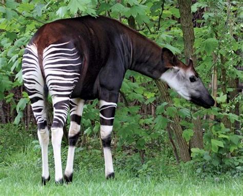 Okapi | mammal | Britannica.com