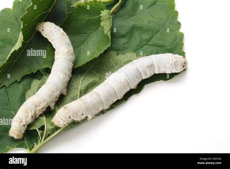 Silk Worm Eating Mulberry Green Leaf Stock Photo Alamy