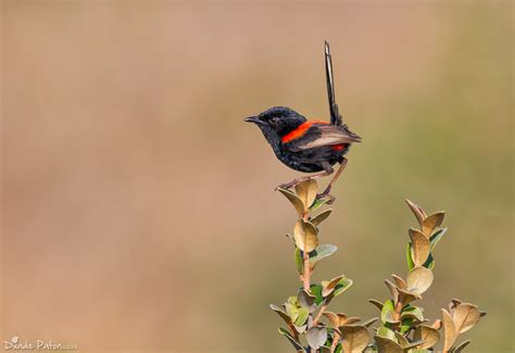 Red Backed Fairy Wren Australian Bird Photos