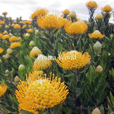 Protea World Protea Plants Online And Nursery Moonlight Protea World