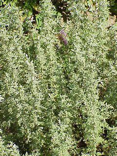 Черноморски пелин — Уикипедия | Artemisia plant, Herbs, Dry leaf