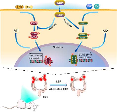 Frontiers Lycium Barbarum Polysaccharide Alleviates Dextran Sodium