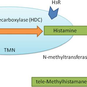 Schematic Illustration Of Histamine Synthesis Metabolism And