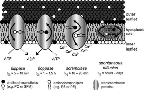 Lipid asymmetry in the bilayer of the cytoplasm membrane of eukaryotic ...