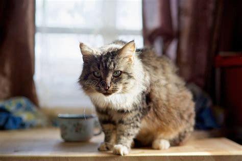 Big fluffy grey tabby cat stock image. Image of sitting - 179021893