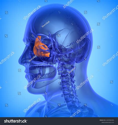 Human Ethmoid Bone Anatomy Medical Illustration3d Stock Illustration