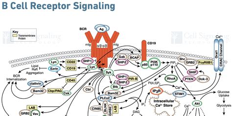 B Cell Basics What A Disease Researcher Needs To Know