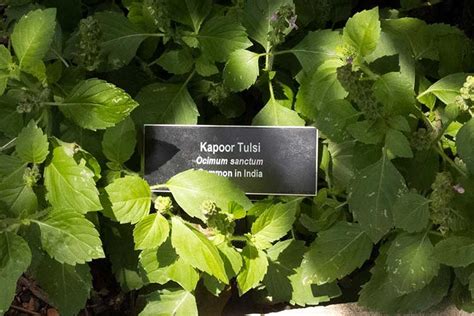 Туласи (базилик священный): полезные свойства