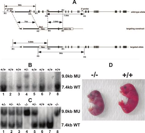 Targeted Disruption Of The Nf90 Gene Results In Growth Retardation And