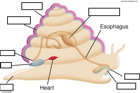 Gastropod Anatomy Diagram | Quizlet