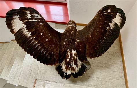 Steinadler Tierpr Parat Kaufen Auf Ricardo