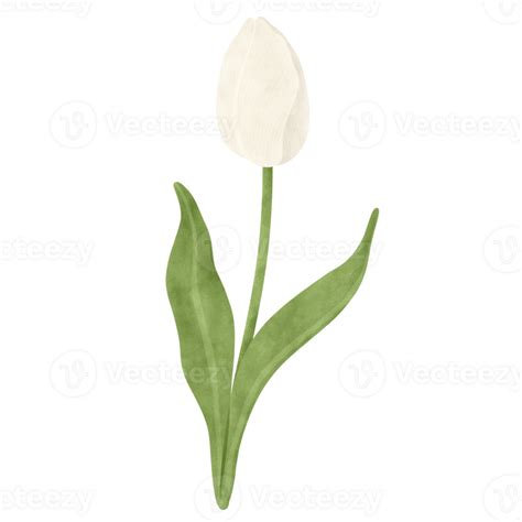 White Tulip Watercolor Illustration Png