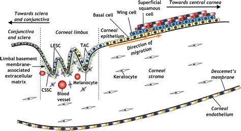 Corneal Limbus