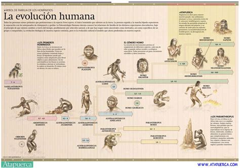 La Evoluci N Humana Evoluci N Humana Hominidos Rbol De Familia