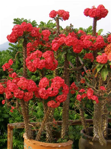 Euphorbia milii (Crown of Thorns) - World of Flowering Plants