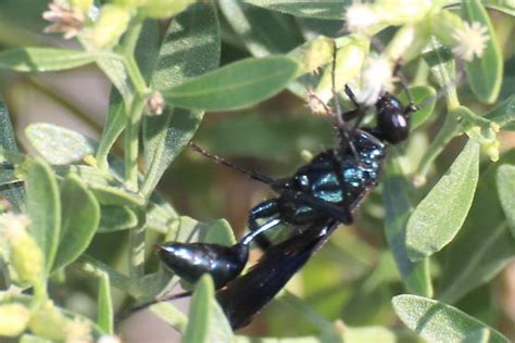 Metallic Blue Wasp Chalybion Or Chlorion Chalybion Californicum