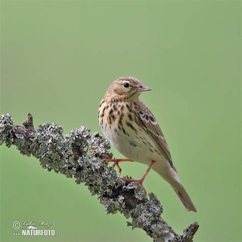 Linduška lesní | Naturfoto.cz