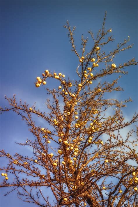 The golden apple tree stock photo. Image of green, ball - 131817742