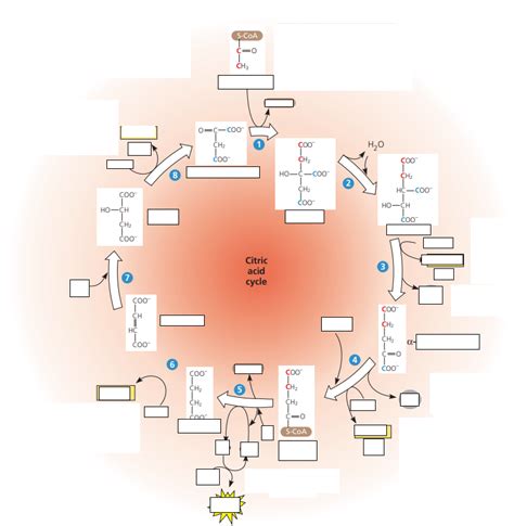 Citric Acid Cycle Diagram Quizlet