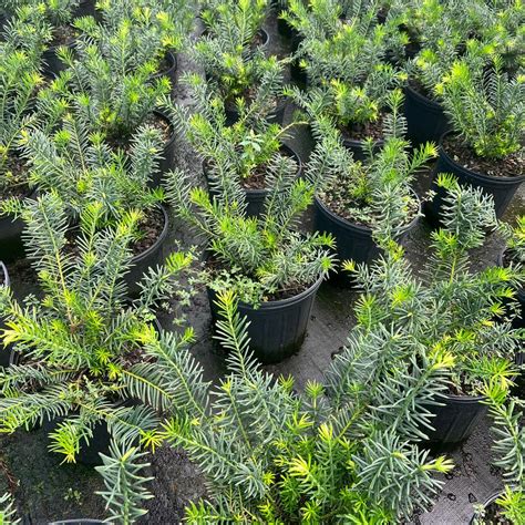 Cephalotaxus Harringtonia Duke Gardens Japanese Plum Yew From Jericho