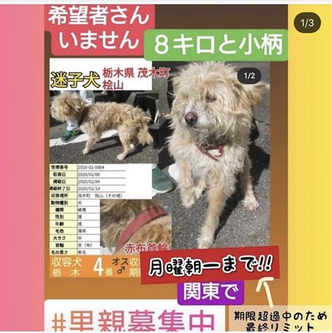 大タコちゃん🐙 On Twitter 栃木県動物愛護指導センター🆘 期限超過🆘 首輪のある子です 緊急里親様募集🆘 関東 栃木 群馬