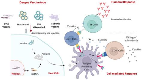 Vaccines Free Full Text Preparedness For The Dengue Epidemic