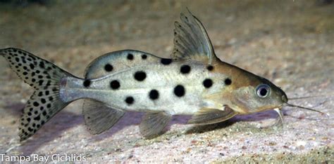 1 Synodontis Ocellifer Catfish 15 Inch Malawi African Cichlid