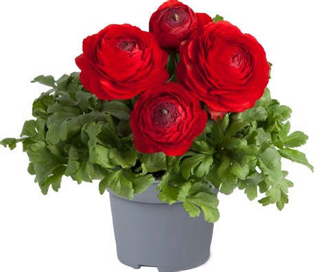 Ranunculus Asiaticus Vortex Red Shop Ranunculus Proctors Nursery