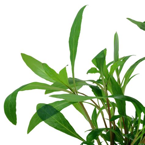Hygrophila Corymbosa Siamensis 53b Tropica Aquarium Plants