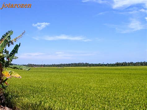 Footsteps Jotaros Travels Gallery Scenic Sekinchan Padi Fields