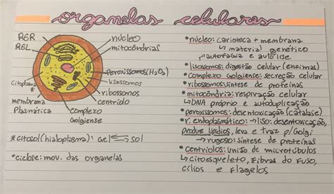 resumo de organelas citoplasmáticas Dicas enem Fisiologia celular