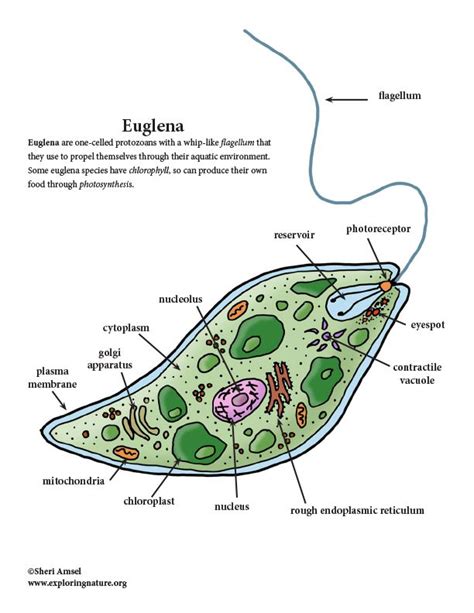 Euglena Movement Can Best Be Described as