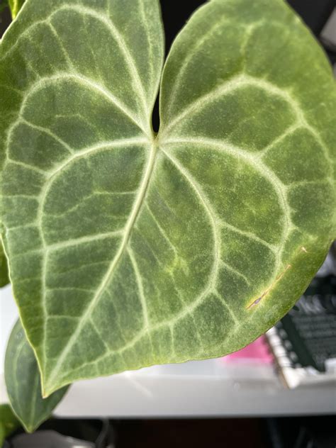 Anthurium Clarinervium Yellow Spots R Plantclinic