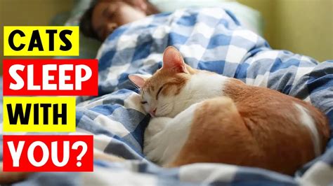 Why Your Cat Sleeps With You Every Night 9 Surprising Scientific