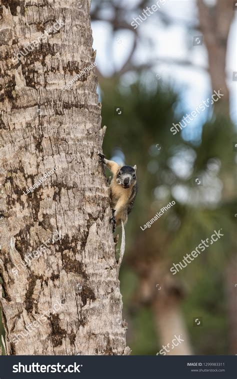 Alert Big Cypress Fox Squirrel Sciurus Stock Photo 1299983311