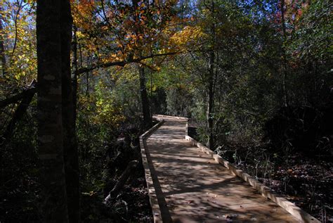 Dismal Swamp State Park › North Carolina Science Trail