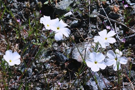 Eveningsnow Northern Tehachapi Mountains Flora · Inaturalist