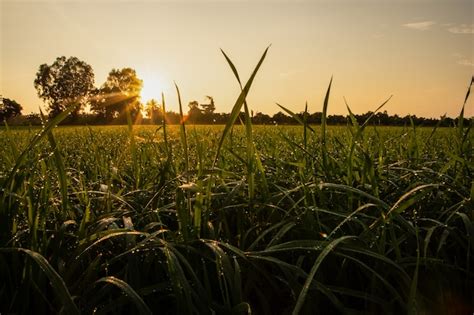 Nascer Do Sol No Campo De Arroz Foto Premium