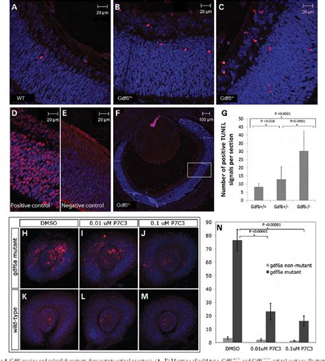 Figure 4 From Contribution Of Growth Differentiation Factor 6 Dependent Cell Survival To Early