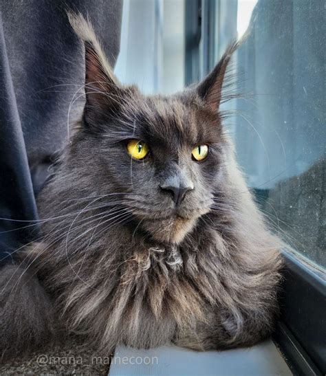 Grey Maine Coon