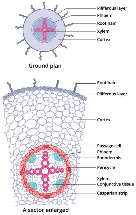 Cross Section Of Dicot Root